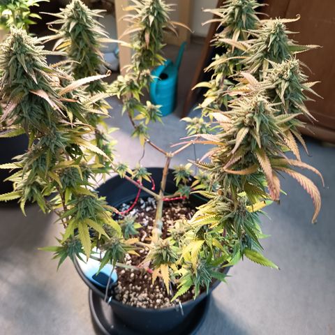 Pink Runtz  growlog timeline photo