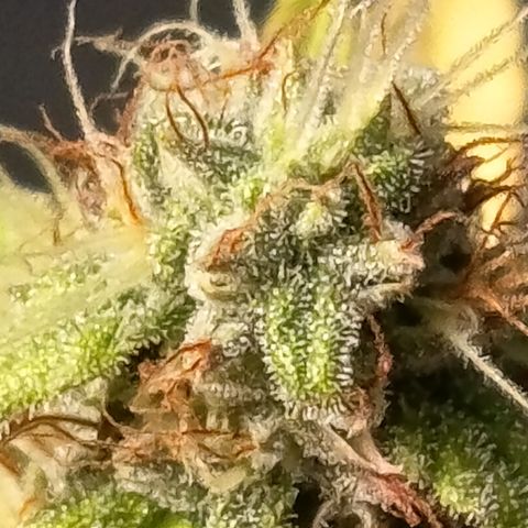 Fat Gorilla  growlog timeline photo