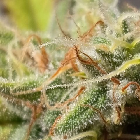 Pink Runtz  growlog timeline photo