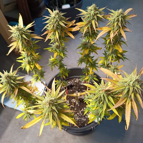 Pink Runtz  growlog timeline photo