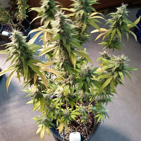 Sherbet Queen  growlog timeline photo