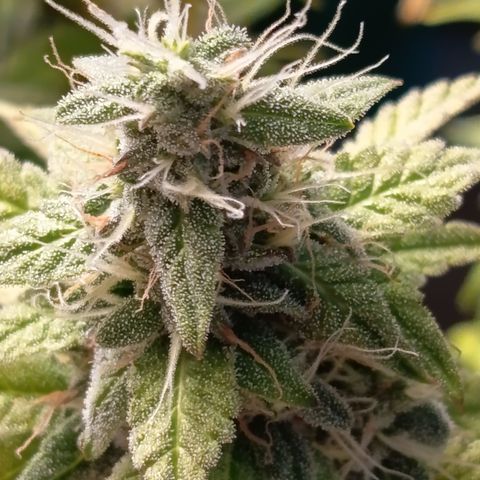 Sherbet Queen  growlog timeline photo