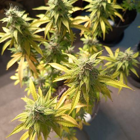 Sherbet Queen  growlog timeline photo
