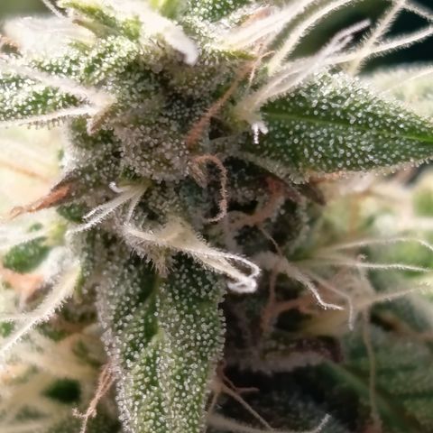 Sherbet Queen  growlog timeline photo