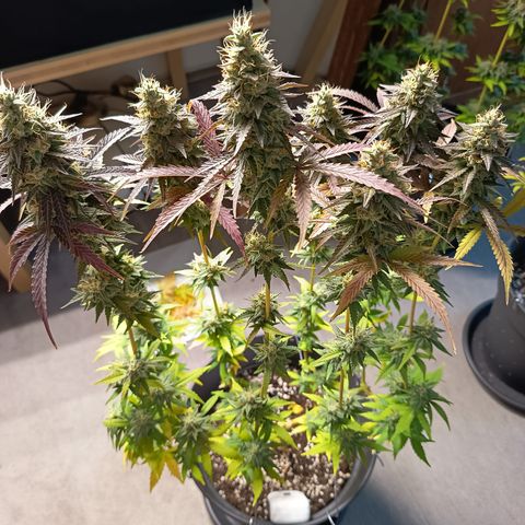 Green Gelato  growlog timeline photo
