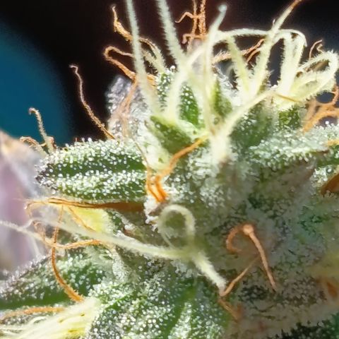 Green Gelato  growlog timeline photo