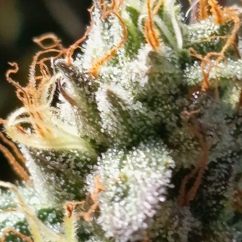 Green Gelato  growlog timeline photo