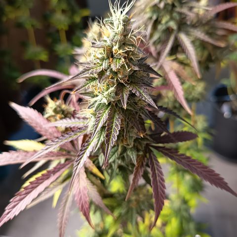 Green Gelato  growlog timeline photo