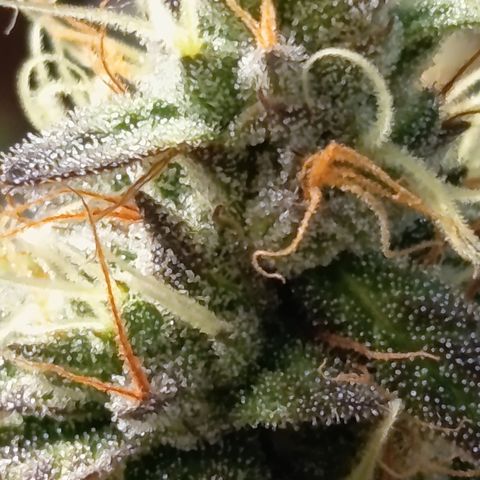Green Gelato  growlog timeline photo