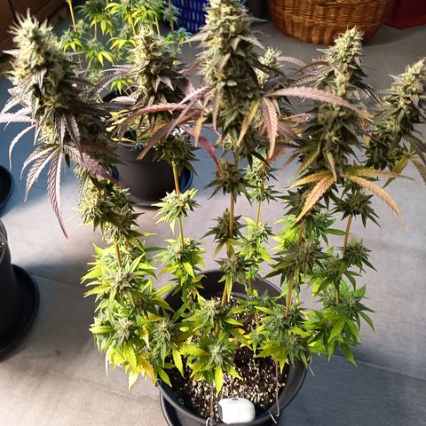 Green Gelato  growlog timeline photo