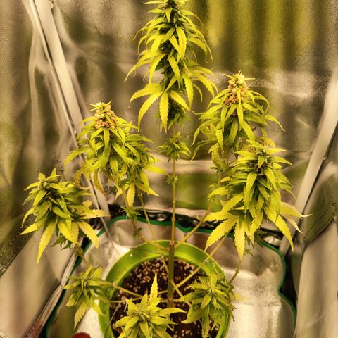 Royal Runtz  growlog timeline photo