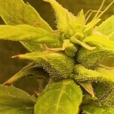 Royal Runtz  growlog timeline photo