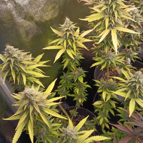 Fat Gorilla  growlog timeline photo