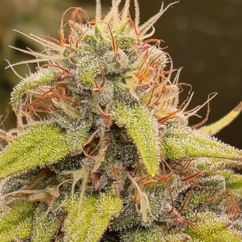 Fat Gorilla  growlog timeline photo