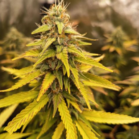 Fat Gorilla  growlog timeline photo