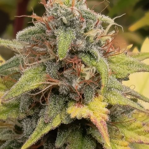 Fat Gorilla  growlog timeline photo