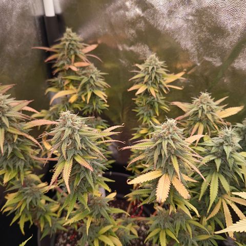 Pink Runtz  growlog timeline photo