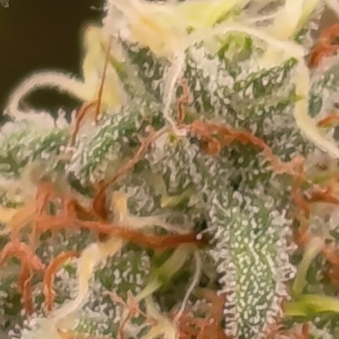 Pink Runtz  growlog timeline photo
