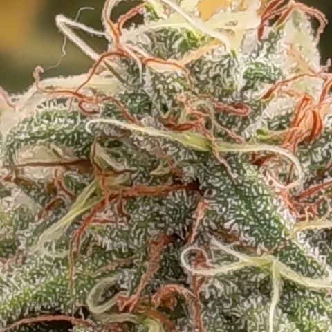 Pink Runtz  growlog timeline photo