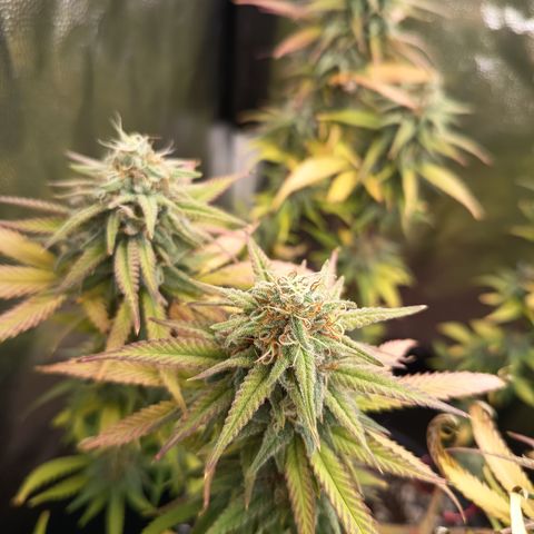 Pink Runtz  growlog timeline photo