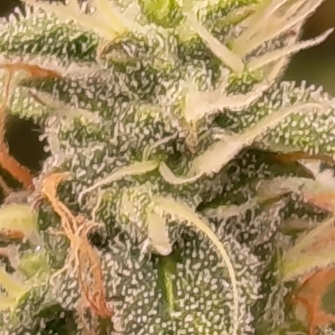 Sherbet Queen  growlog timeline photo