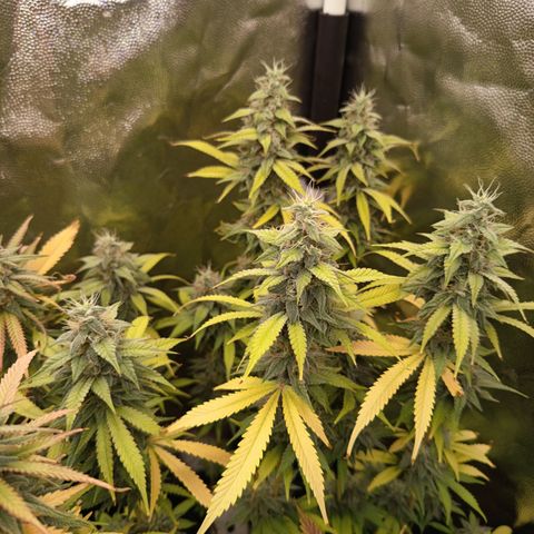 Sherbet Queen  growlog timeline photo