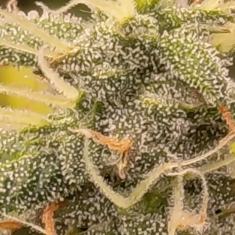 Sherbet Queen  growlog timeline photo