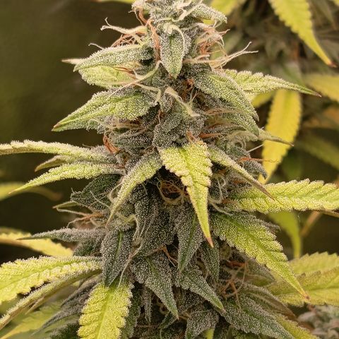 Sherbet Queen  growlog timeline photo
