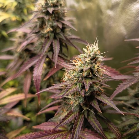 Green Gelato  growlog timeline photo