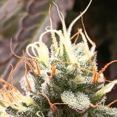 Green Gelato  growlog timeline photo