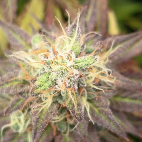 Green Gelato  growlog timeline photo