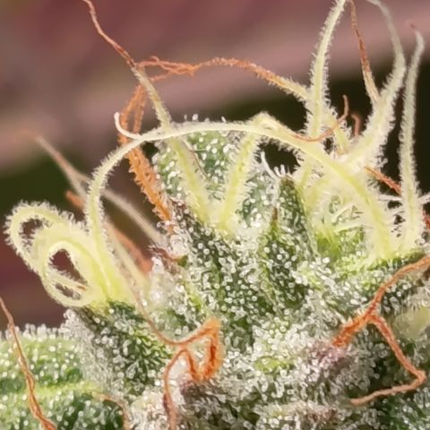 Green Gelato  growlog timeline photo