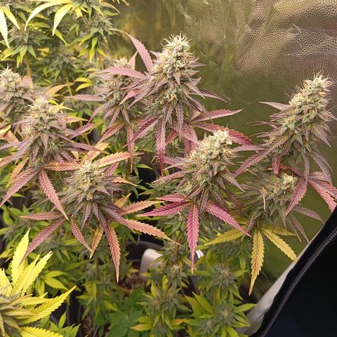 Green Gelato  growlog timeline photo