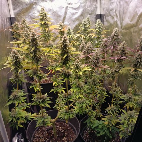 Pink Runtz  growlog timeline photo
