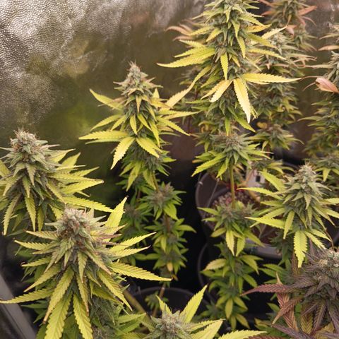 Fat Gorilla  growlog timeline photo