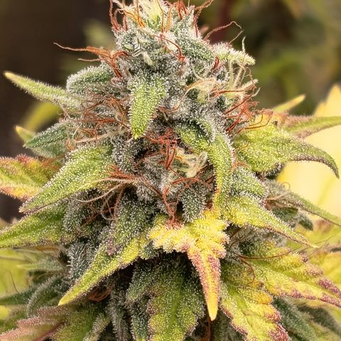 Fat Gorilla  growlog timeline photo