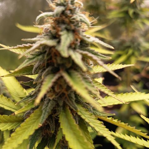 Fat Gorilla  growlog timeline photo