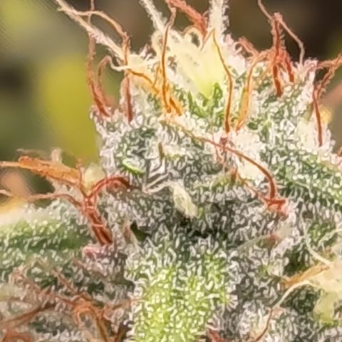 Fat Gorilla  growlog timeline photo