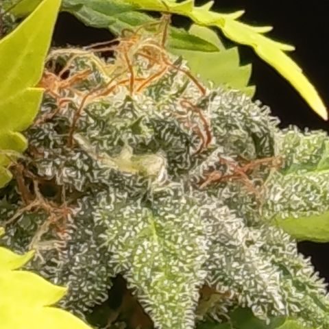 Fat Gorilla  growlog timeline photo