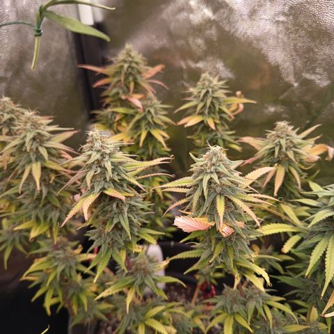 Pink Runtz  growlog timeline photo