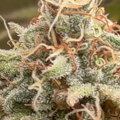 Pink Runtz  growlog timeline photo