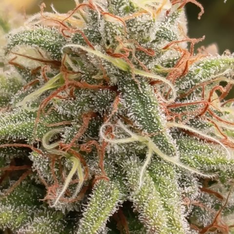 Pink Runtz  growlog timeline photo