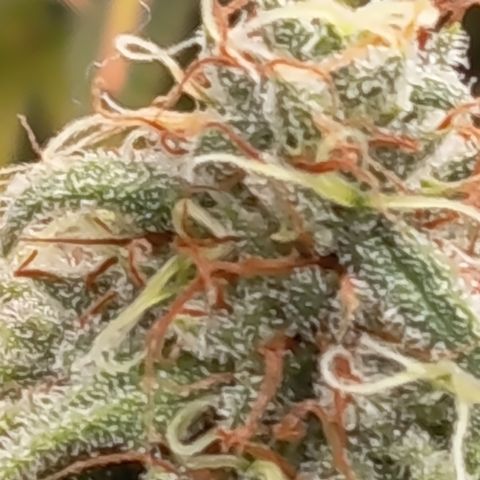 Pink Runtz  growlog timeline photo