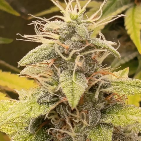 Sherbet Queen  growlog timeline photo