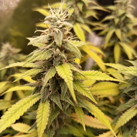 Sherbet Queen  growlog timeline photo
