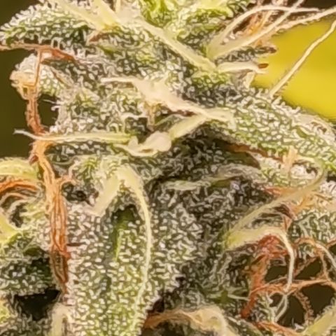Sherbet Queen  growlog timeline photo