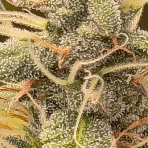 Sherbet Queen  growlog timeline photo