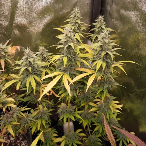 Sherbet Queen  growlog timeline photo