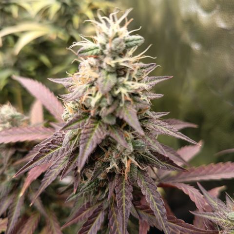 Green Gelato  growlog timeline photo