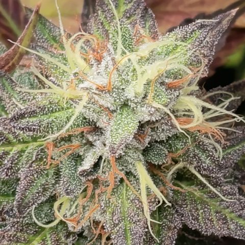 Green Gelato  growlog timeline photo